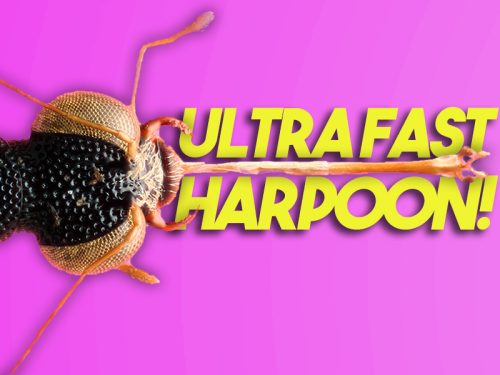 Video: This beetle hunts with a sticky harpoon!
