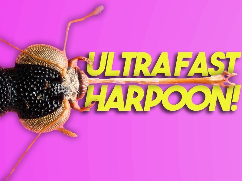 Ultra-fast harpoon! (Stenos beetle)