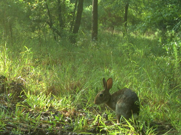 Camera trap photo of an eastern cottontail on the edge of the woods.