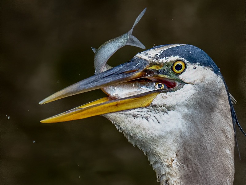 Great blue heron in the process of devouring a fish.