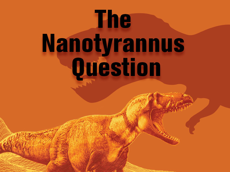The Nanotyrannus Question text on an orange background with illustrations of tyrannosaurs.
