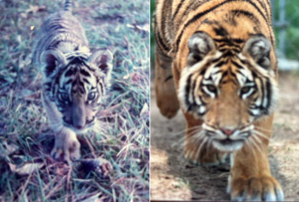 A side-by-sde image comparison of a baby tiger in a faded photograph and a full-grown adult tiger.