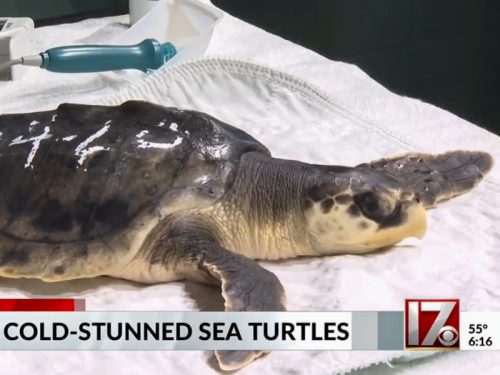 Three endangered sea turtles now in the care of the NC Museum of Natural Sciences