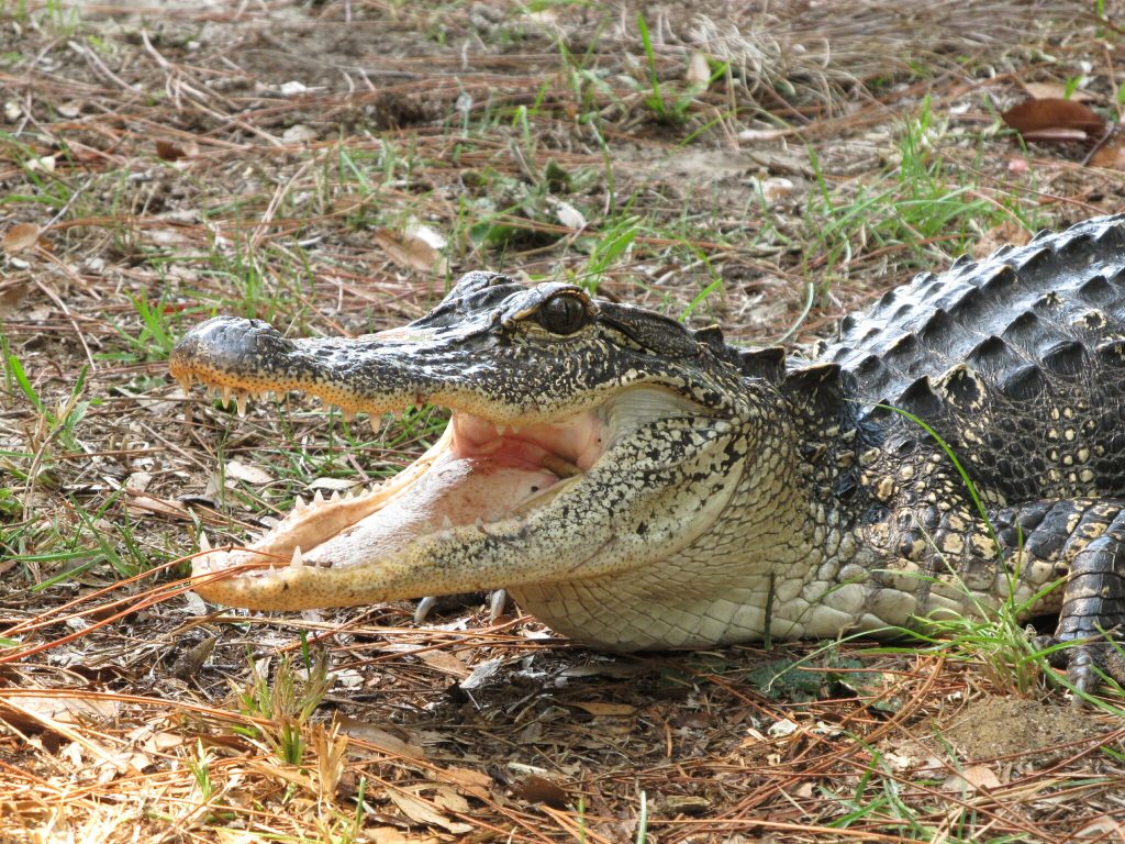 An American alligator sits with its mouth open. 