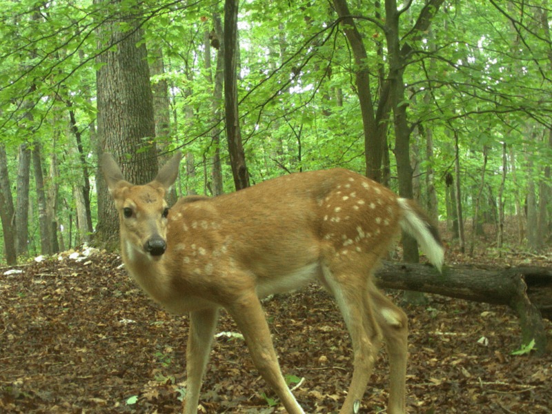 Fawn in a green forest