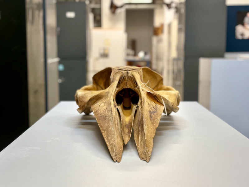 A minke whale skull rests on a table in the North Carolina Museum of Natural Sciences' mammalogy collection.