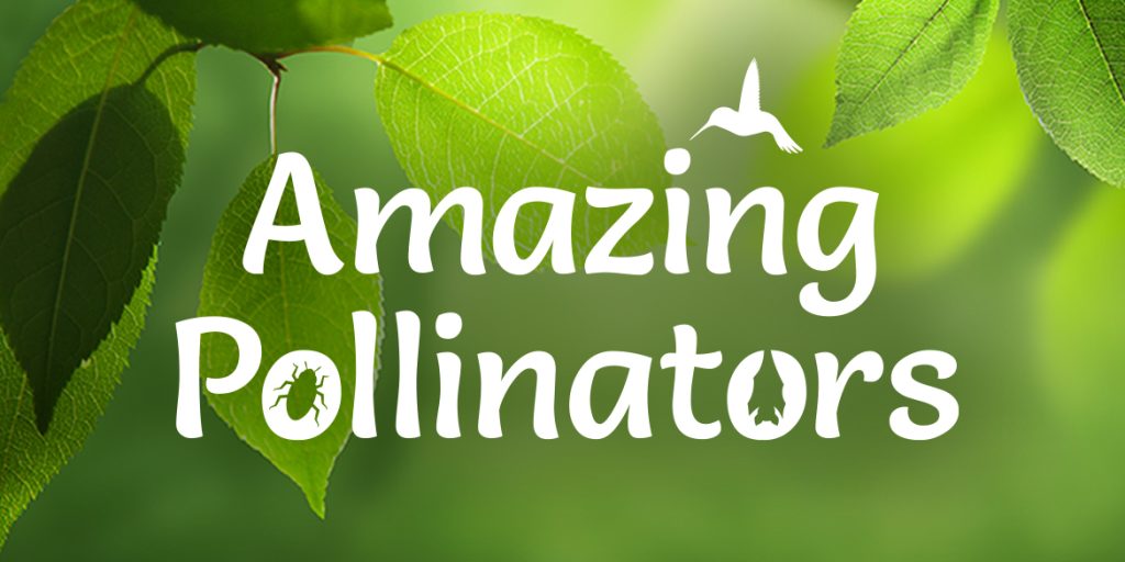 Amazing Pollinators special exhibition