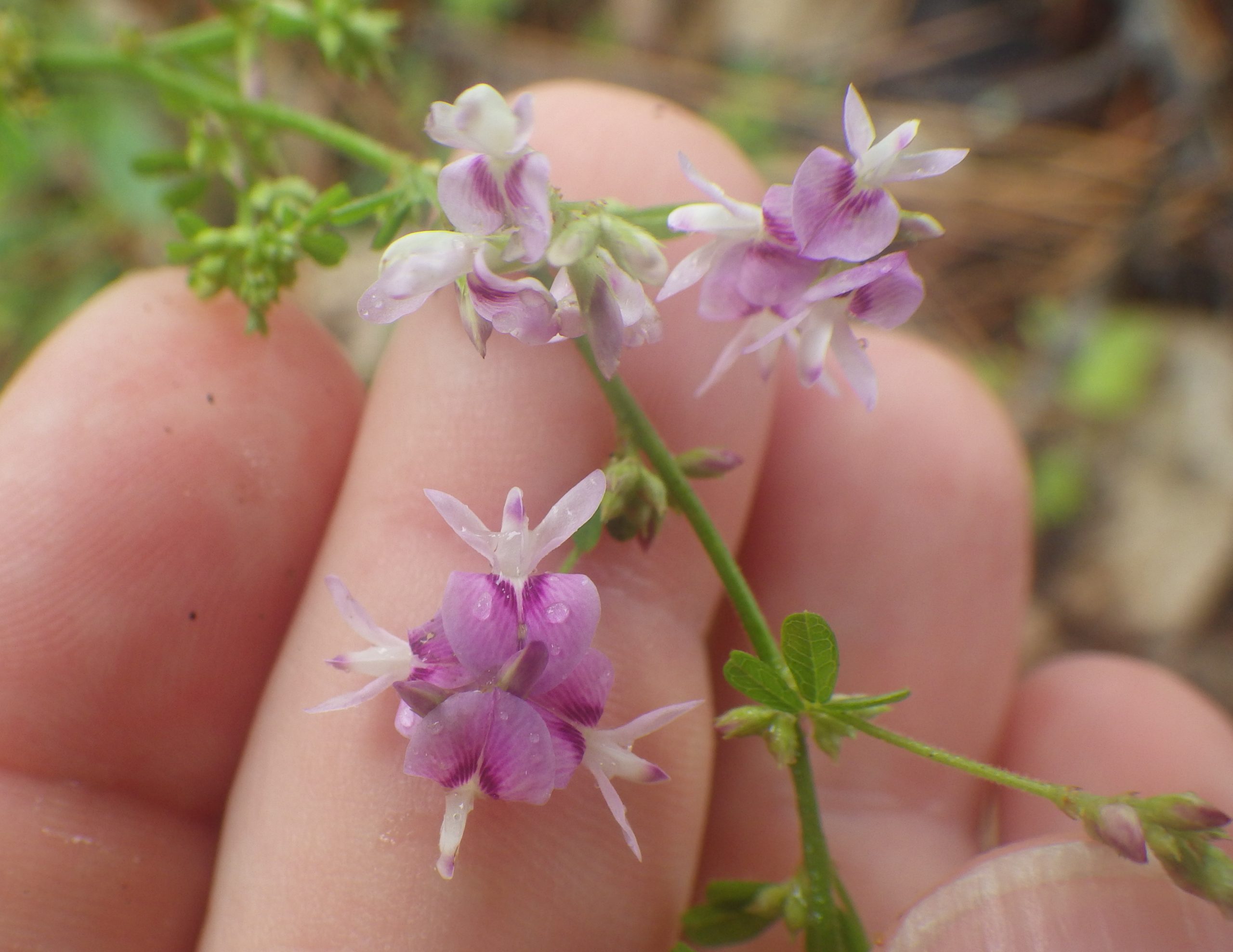 purple and white pea flowers held in hand