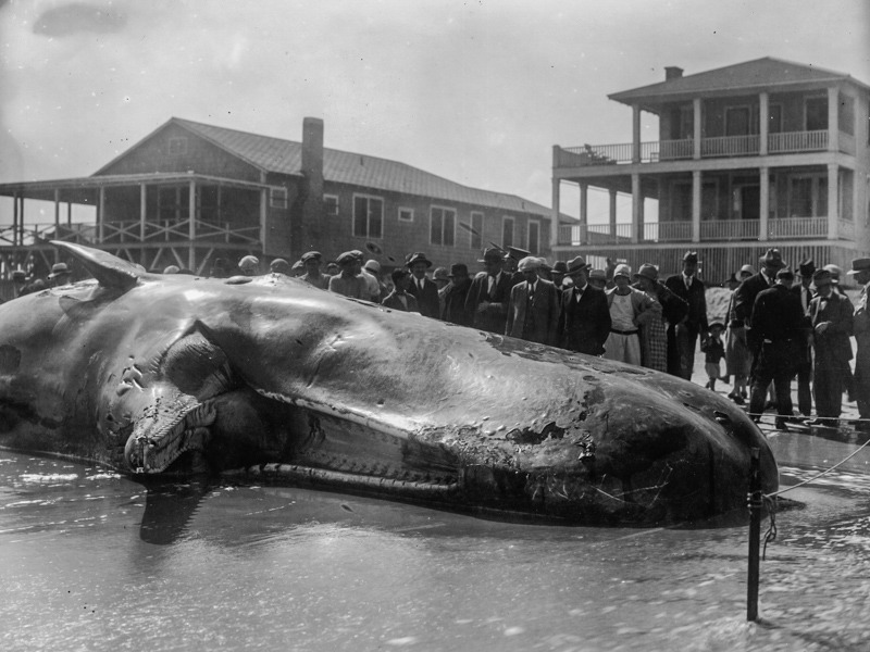 Spectators visit the beached sperm whale known as Trouble, which washed ashore on Wrightsville Beach in April 1928. Its skeleton now hangs in the NC Museum of Natural Sciences in Raleigh.