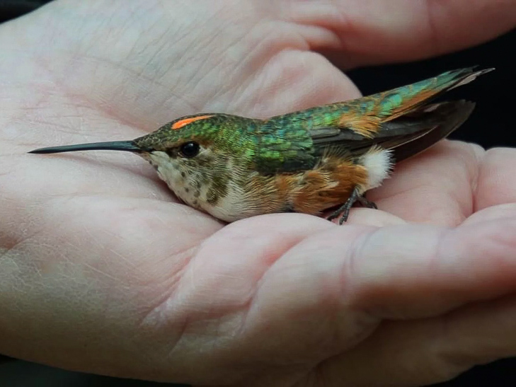 Ruby-throated hummingbird in bird bander's hand.