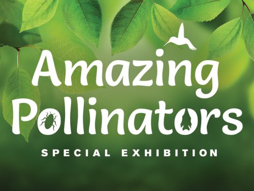 Immerse yourself in the world of ‘Amazing Pollinators’ opening June 15