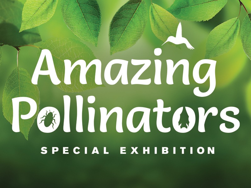 Amazing Pollinators: Special Exhibition