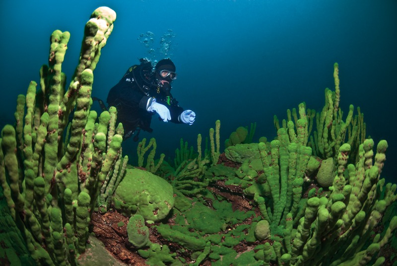 Diver with Baikal sponges (Lubomirskia baicalensis). Lake Baikal, Russia.