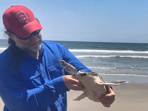 On World Turtle Day, Kemp’s ridley returned to the ocean after months of care and rehabilitation