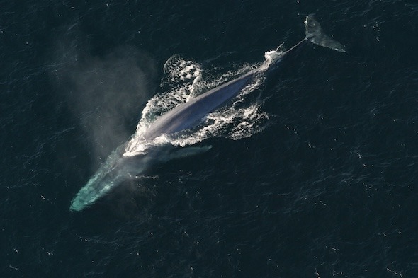 Blue whale in the ocean.