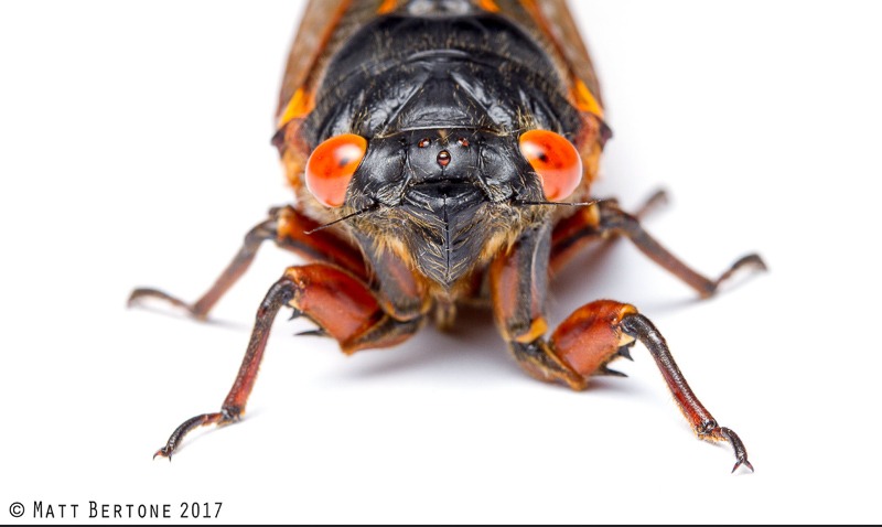 Cicada closeup by Matt Bertone.