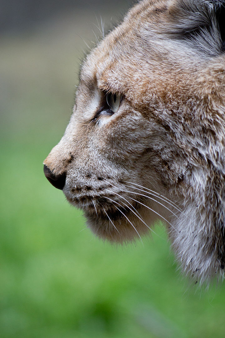 profile of a lynx