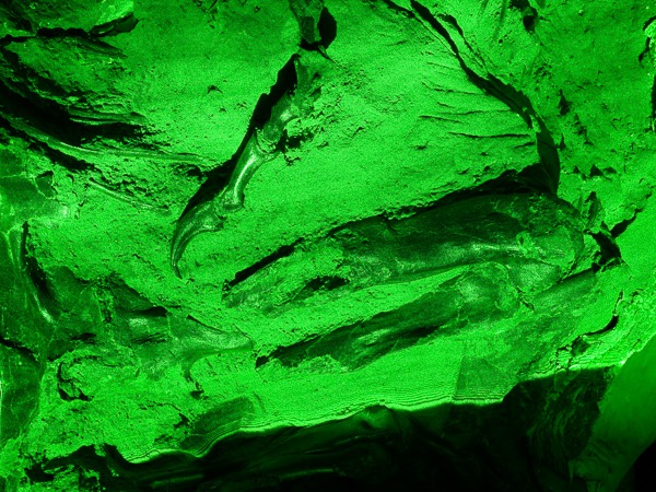 The rock around the tyrannosaur leg and claw fluorescing