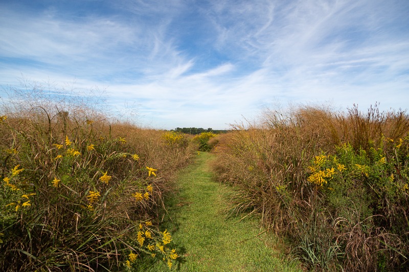 A grassy trail winds through the prairie with high clouds overhead.