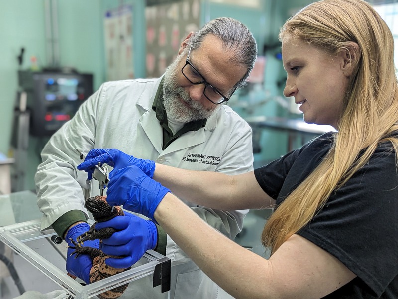 Dr. Dan Dombrowski and a member of the Veterinary Sciences team measuring the head of a Gila monster in the Window on Animal Health.