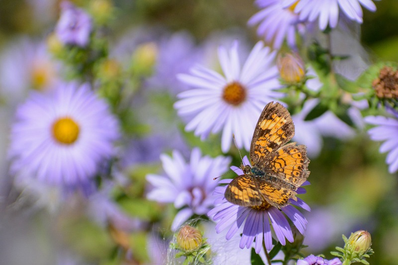 Pearl crescent butterfly on a purple aster.
