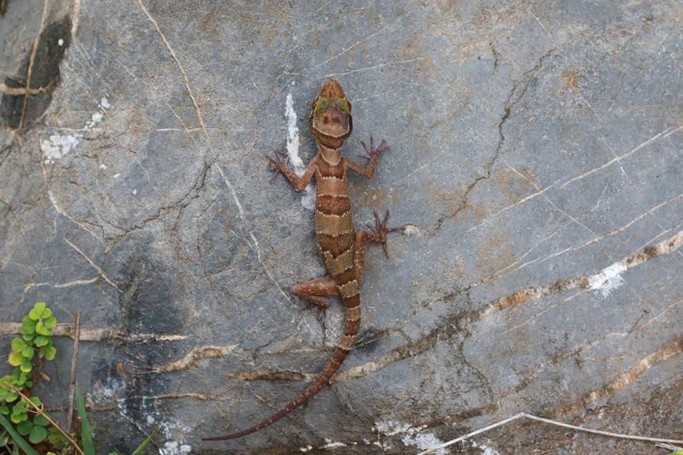 Royal cave bent-toed gecko