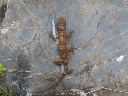New cave-gecko species identified in Kampot, Cambodia