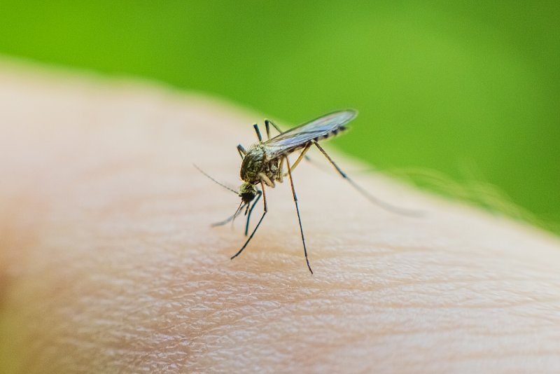 Mosquito biting someone's hand.