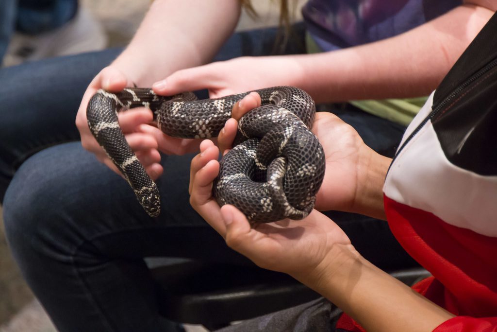 Children's hands holding a black snake with white stripes.