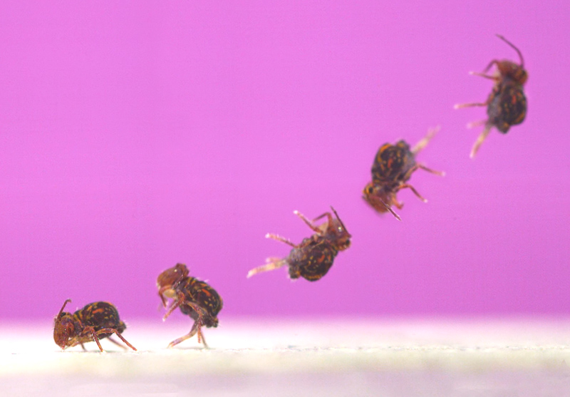 Composite image of a globular springtail jumping.