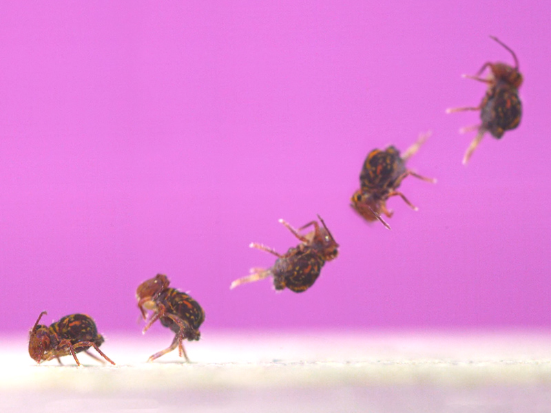 Composite image of a globular springtail jumping.