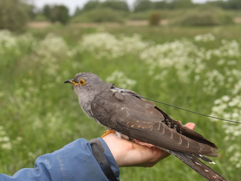 The mini-transmitter on the back of the cuckoo accounts for less than five percent of his body weight. It radios its data every two days for ten hours.