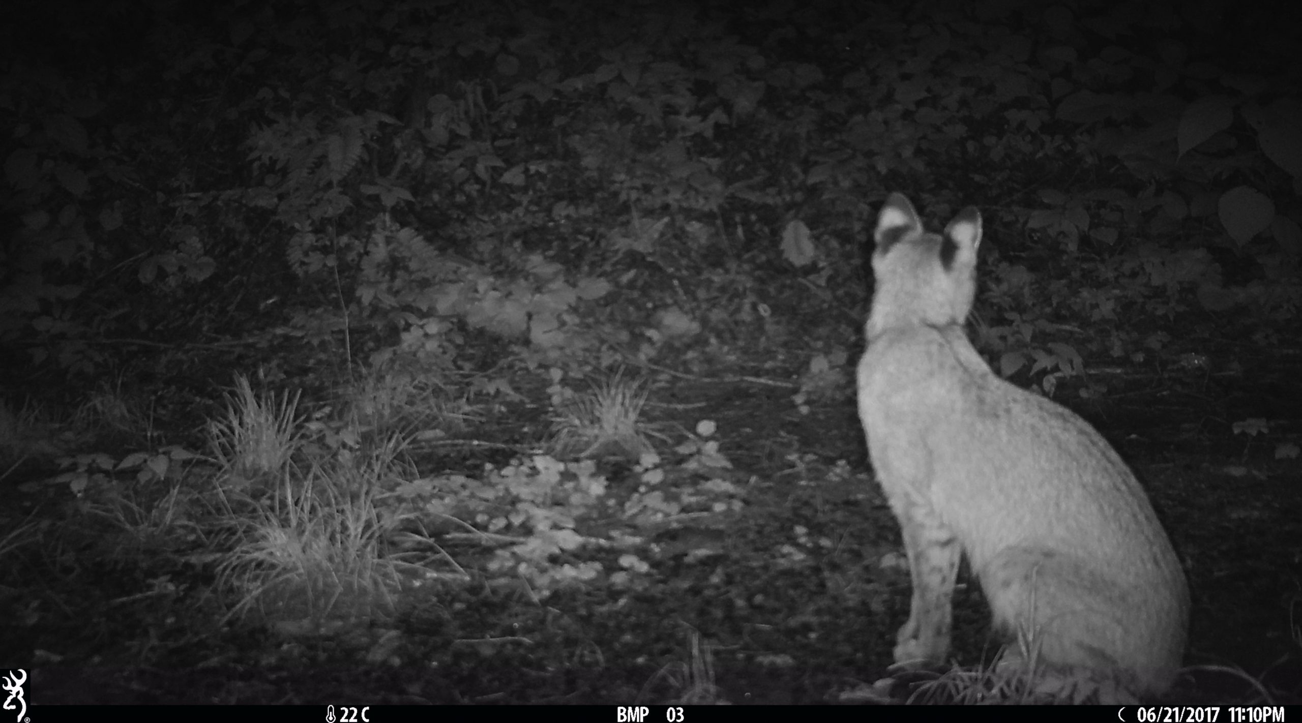 black and white night vision photo of a bobcat sitting upright but turned away from the camera