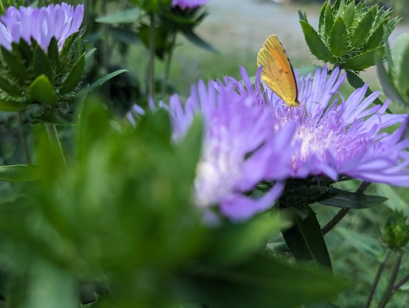 an orange butterfly sits on a purple flower