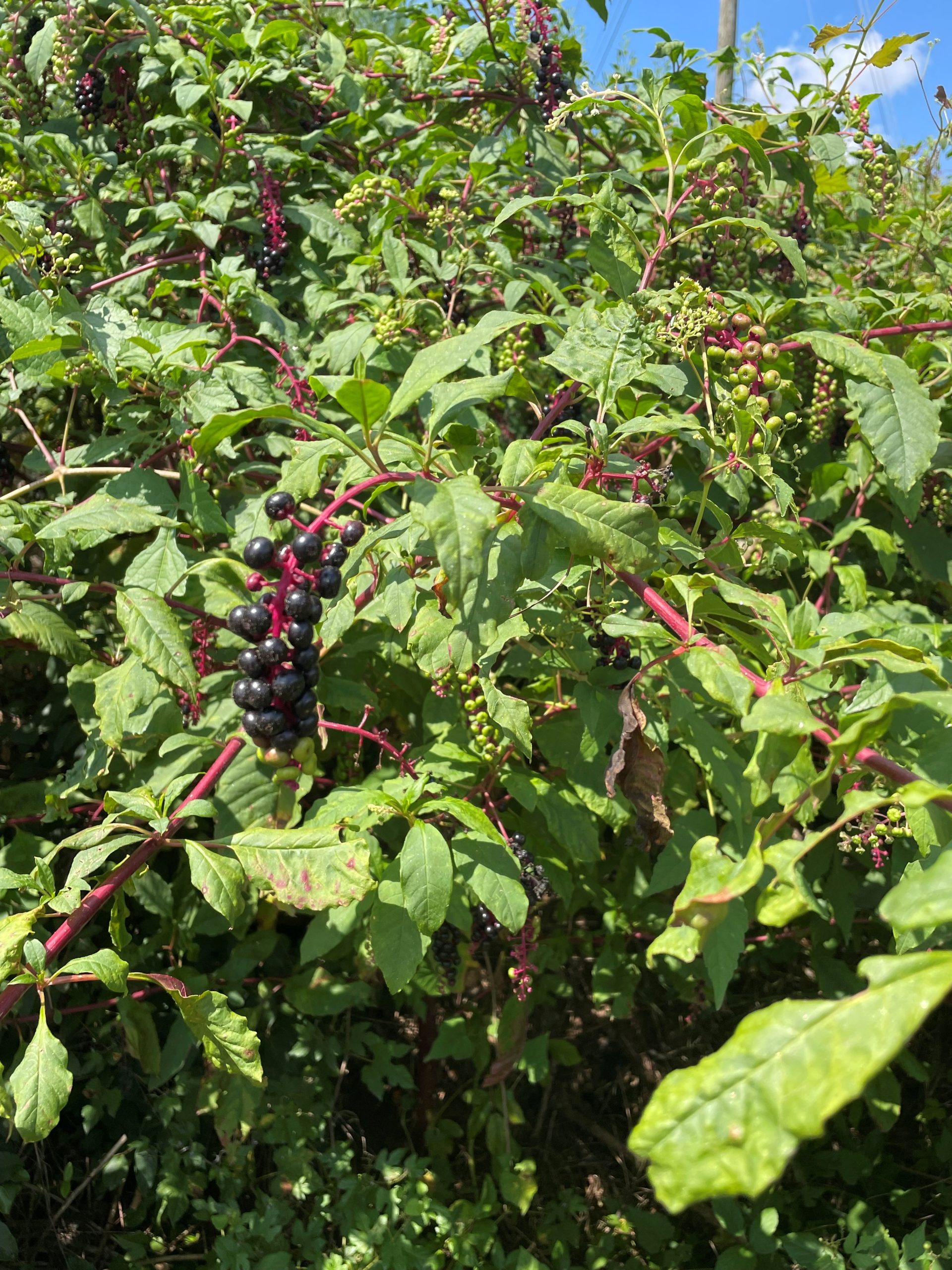 A photo of plants with green leaves and dark purple berries known as pokeweed