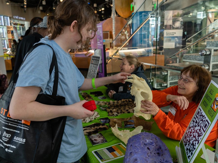 Two people, one sitting one standing, look at a model animal skull.