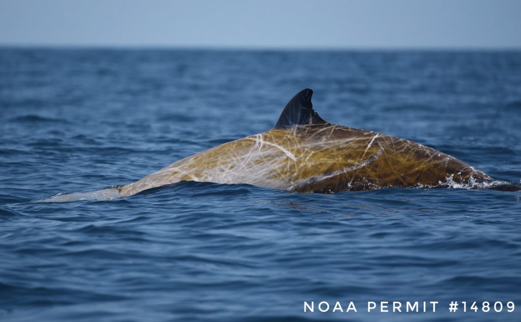 Small whale with it's back arched and dorsal fin out of the water as it swim