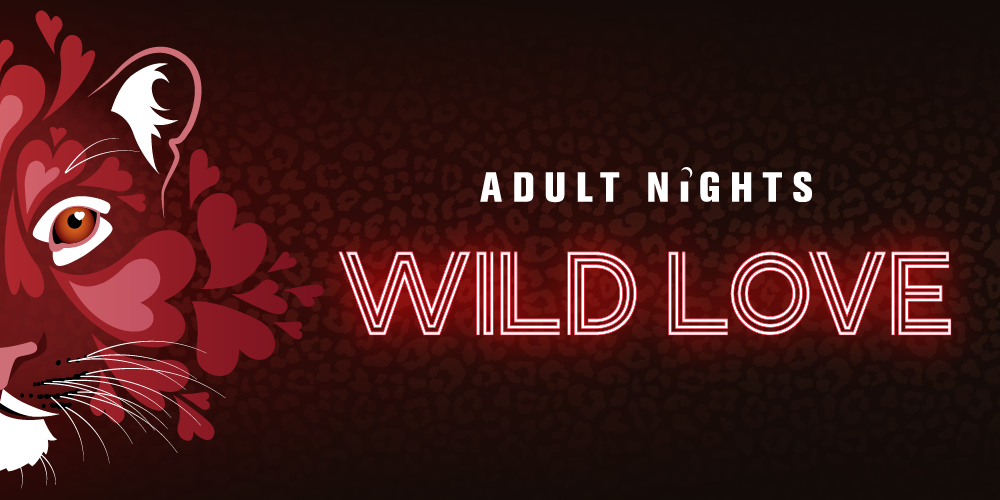 Background is black. On the left side of the graphic is an illustrated image of a wild cat that uses read hear shapes to form some of its face. The words read "Adult Nights" in white, with "WILD LOVE" below in a neon red. 