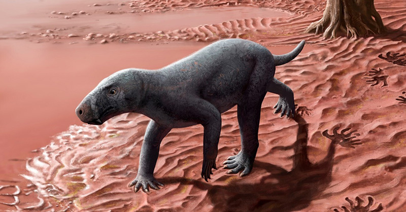 270-million-year-old saber-toothed predator walking.