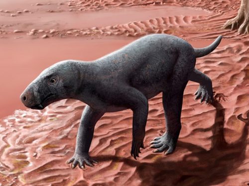 Mediterranean fossil is the world’s oldest saber-toothed protomammal