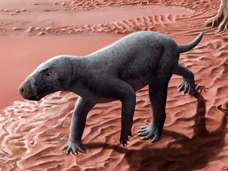 270-million-year-old saber-toothed predator walking.