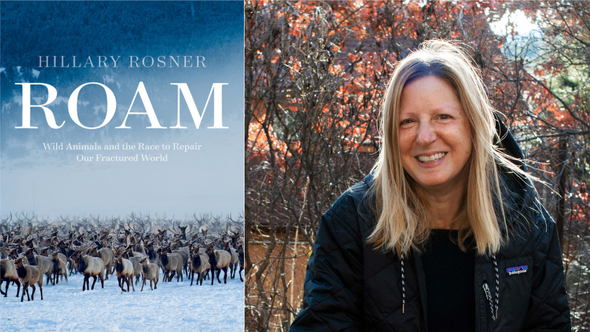 Images of the book cover for "ROAM: Wild Animals and the Race to Repair Our Fractured World" next to a headshot of the author, Hillary Rosner