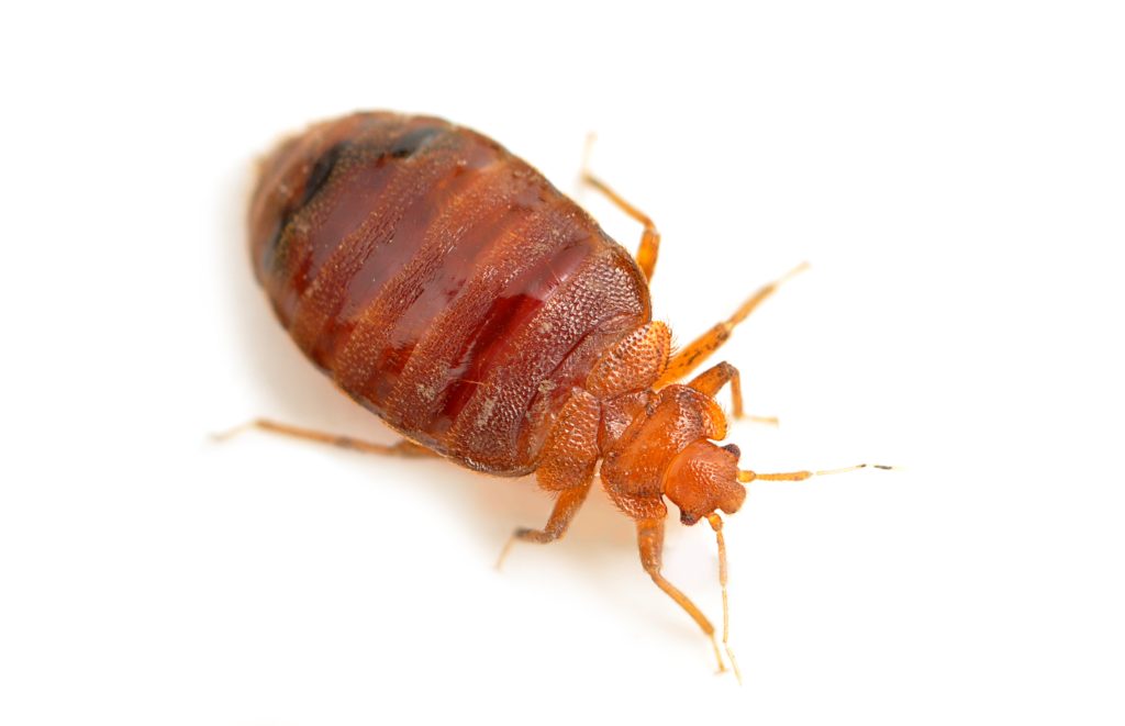 closeup photo of a bedbug on a white background