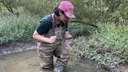 Woman wearing waders and and a pink ballcap. She is standing in muddy water and is looking down into a green net in her hands.  