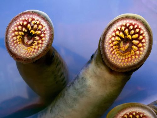 Scorching Climate Drove Lampreys Apart During Cretaceous Period