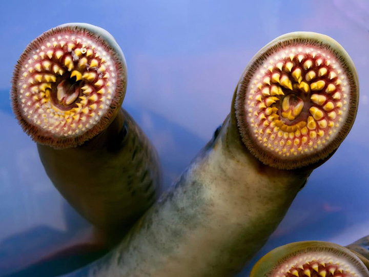 Photo of lampreys.