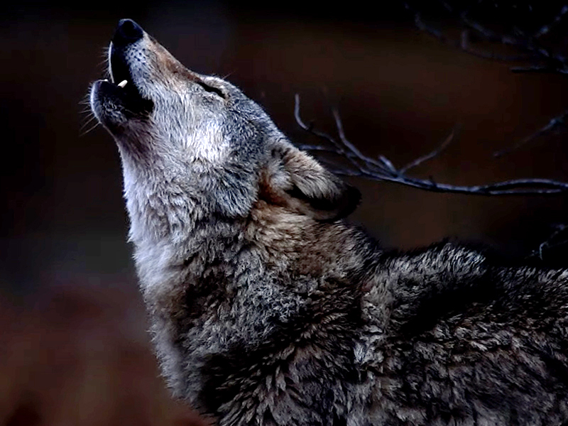 Red wolf howling