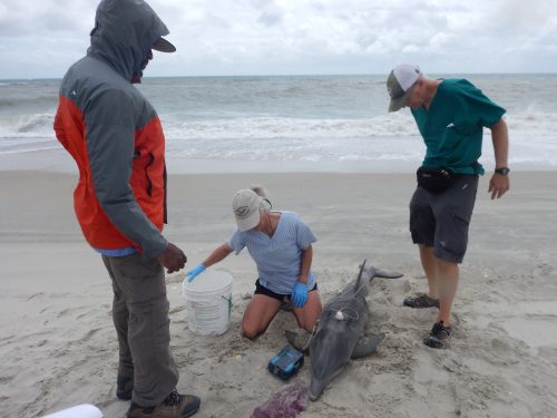 Three adults are on a beach around a stranded bottlenose dolphin. A device is attached to the dolphin an it appears the humans are recording data.
