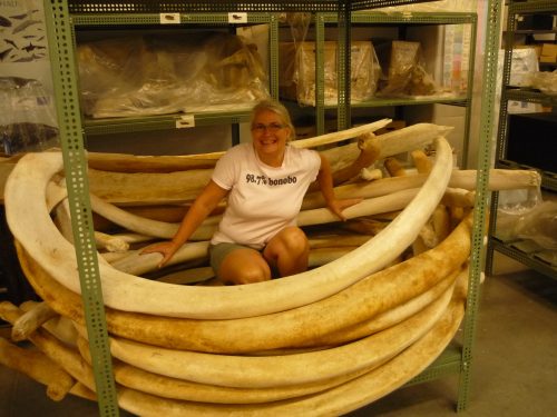A Caucasian woman wearing a white shirt and glasses kneels in the middle of a pile of whale rib bones.