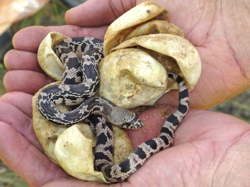 Two hands cupping a hatchling pinesnake that is light gray with black oval splotches down its body. The snake is resting on empty egg cases. 